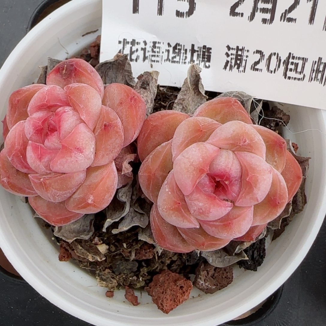 花语逸境0221-115