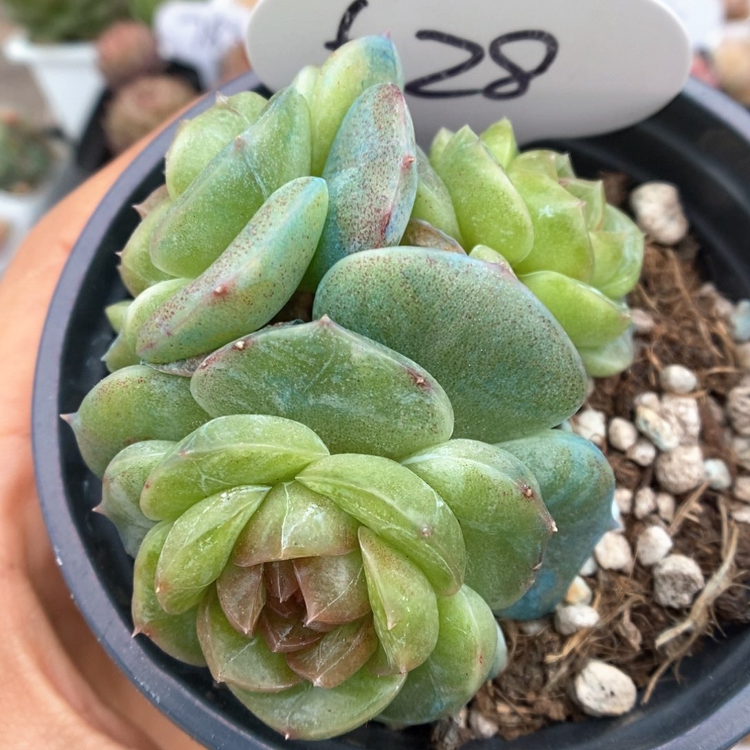 初雪群生可拍528号。