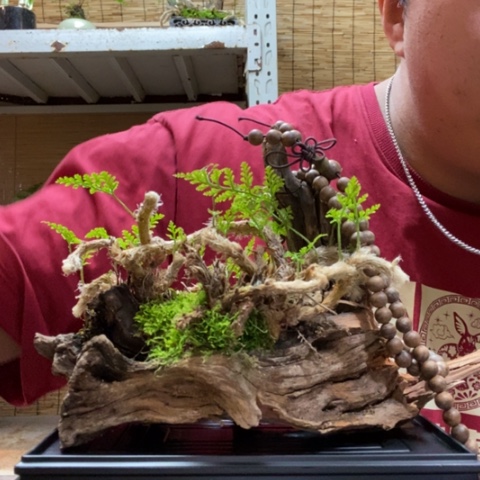 红陶一物一拍所见即所得130