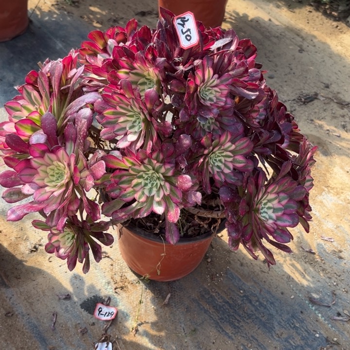 13-50红铜朵朵处理不售后多肉