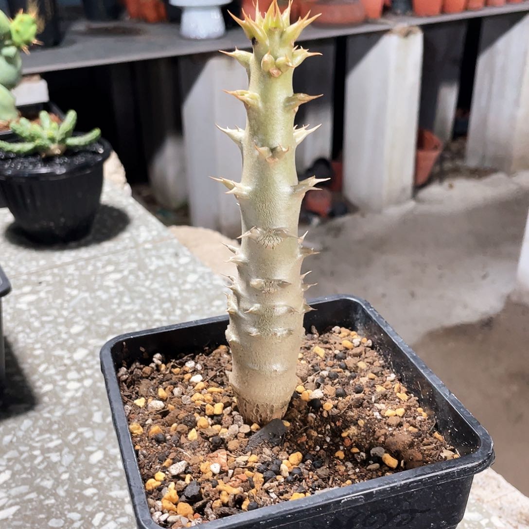 巴诺尼6666666666666666