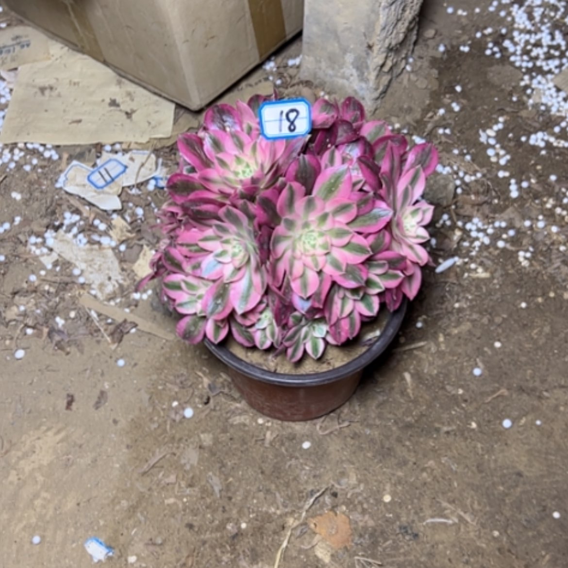 【闪购商品】素**水多肉植物粉女巫18