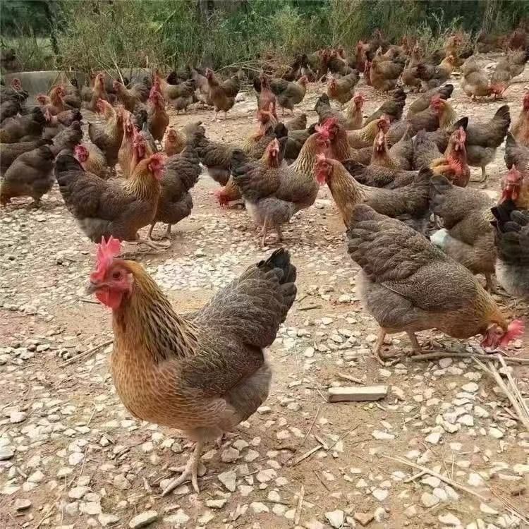 青脚麻羽鸡99元50只带筐发货C