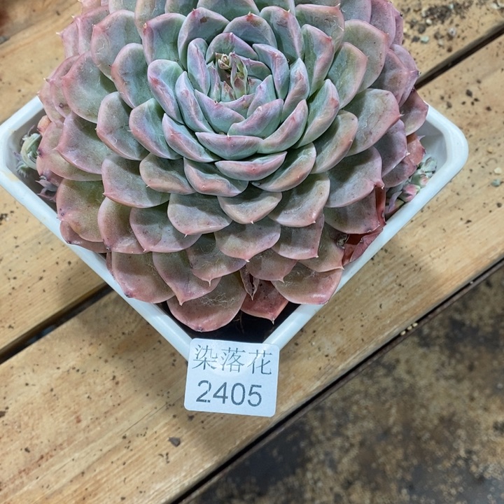 冉**精品多肉植物2405