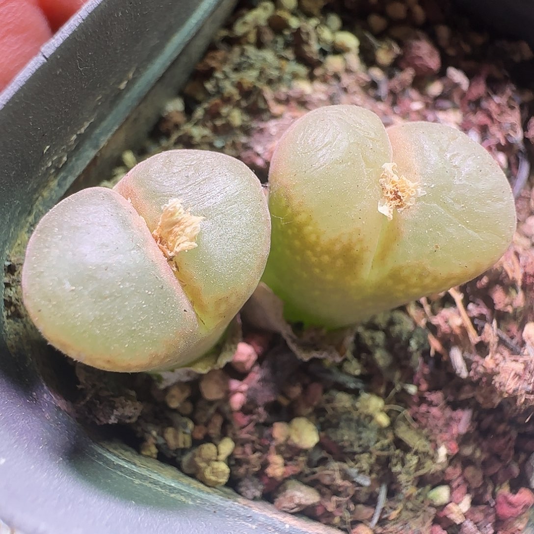 哈哈哈哈哈哈哈哈786