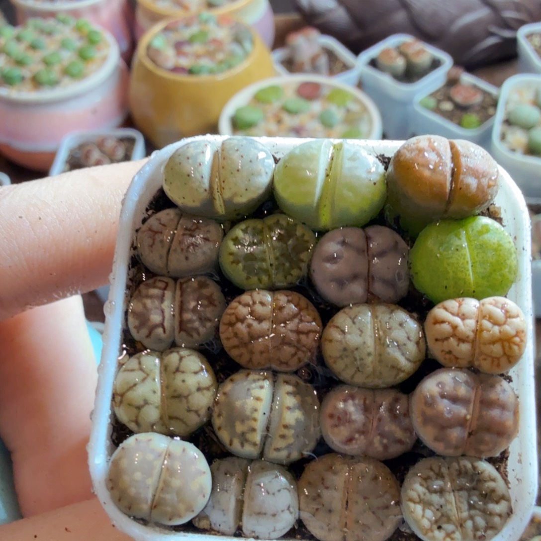 多肉植物的生长发育和生长525