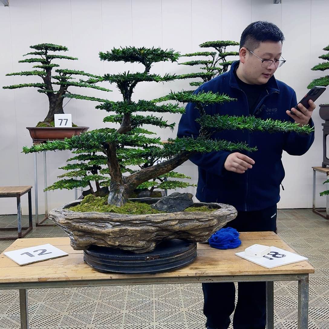 盆景米叶罗汉松盆景