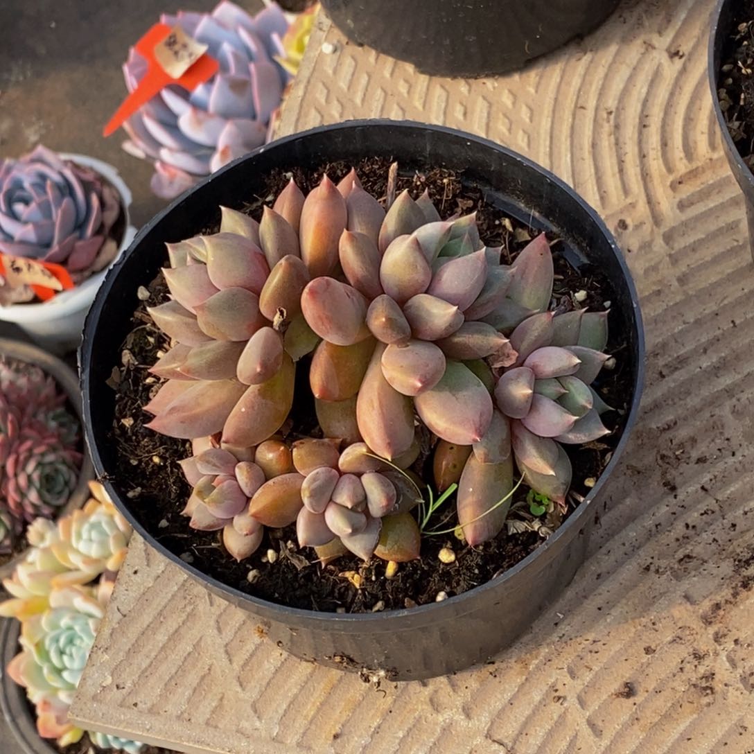 人*48包邮一物一拍多肉植物