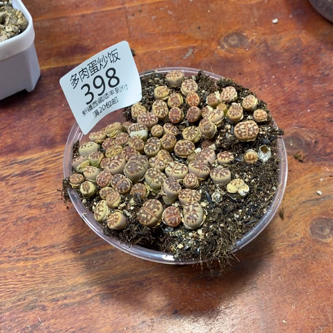 多肉蛋炒饭，感谢您相伴398