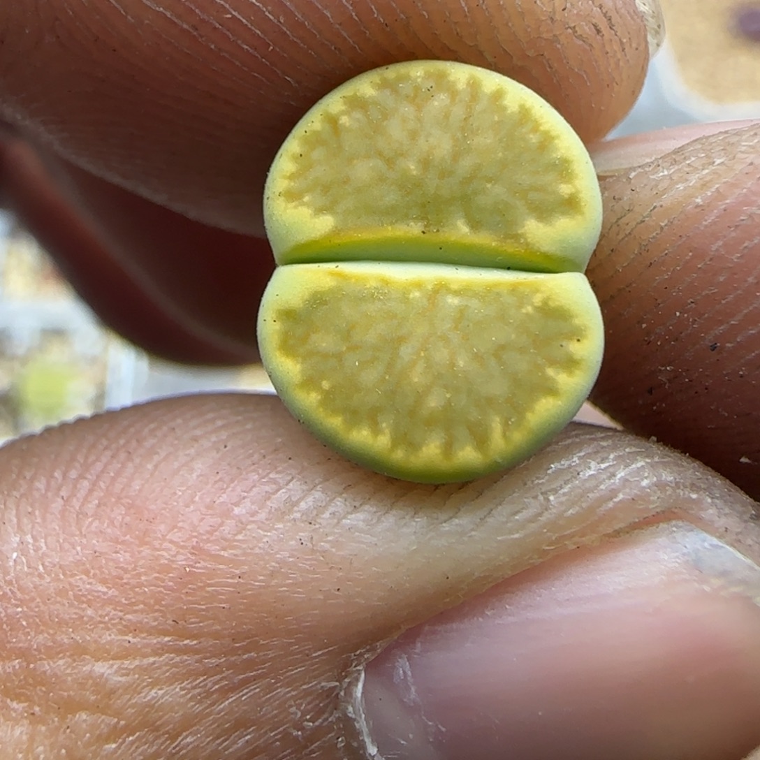 786 生石花大棚直播