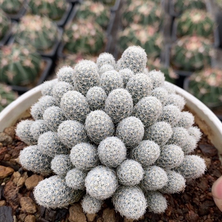 【闪购商品】孤雁丸