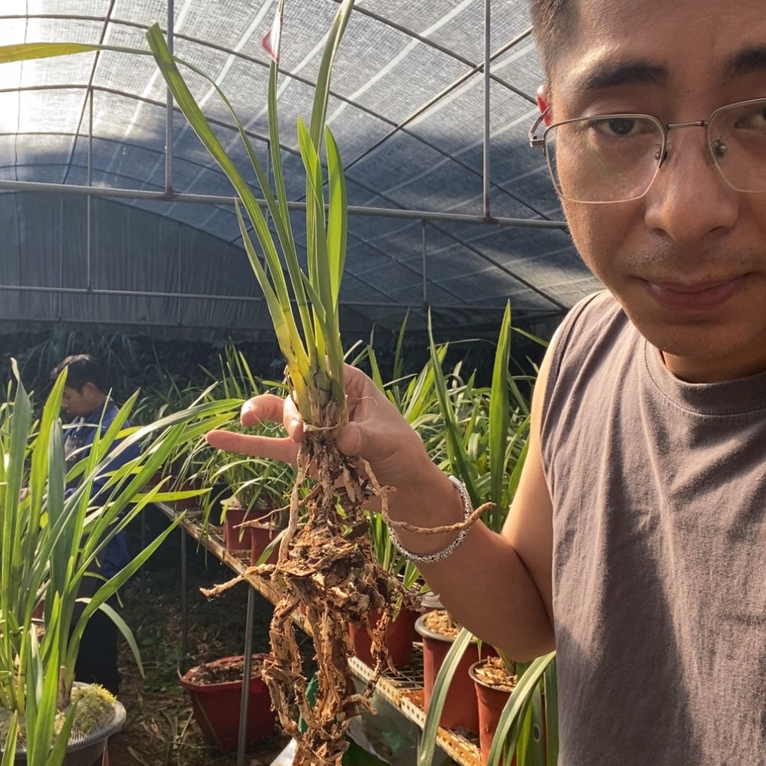 完全开放28红蝉虎头兰