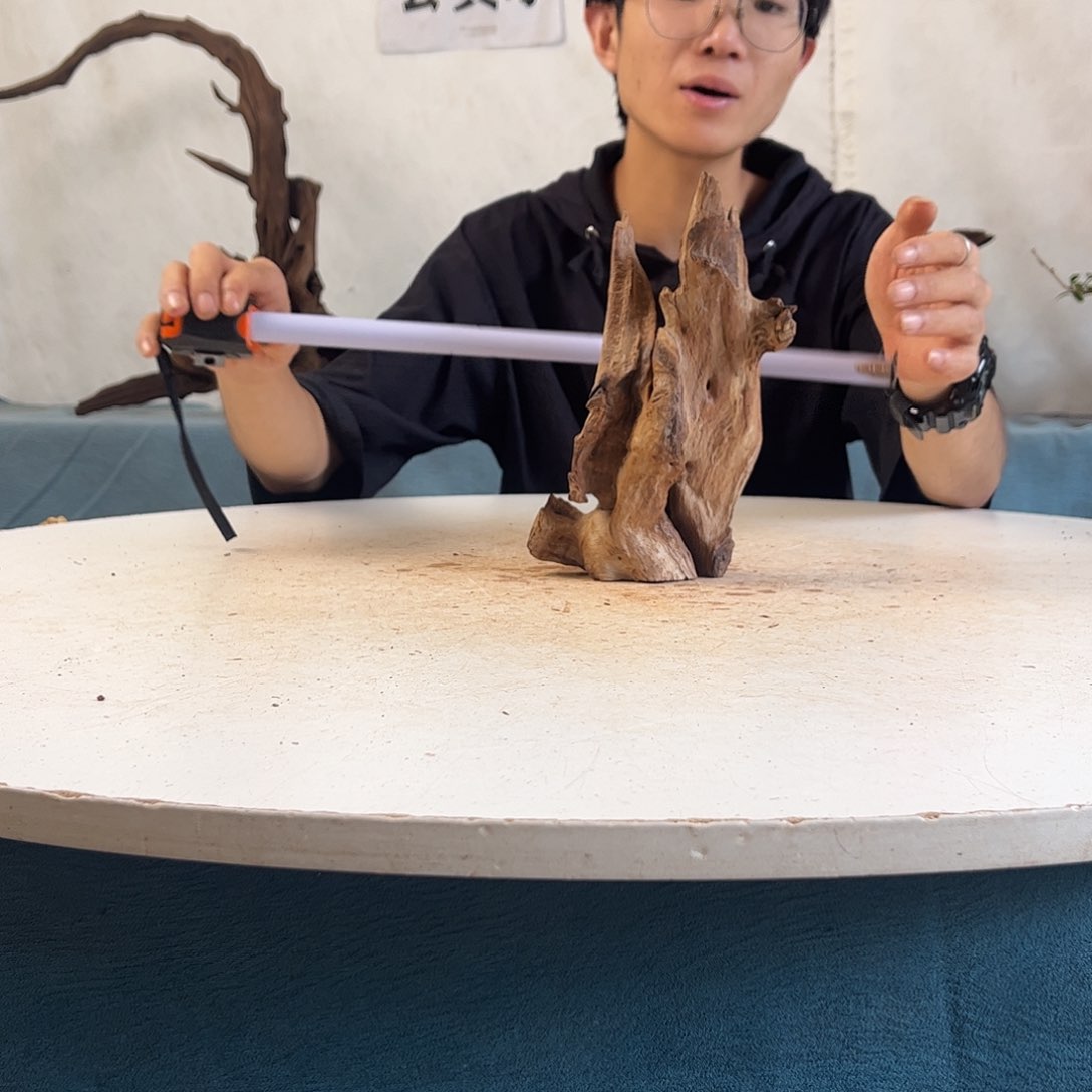 15.12.21 沉木造景寄居蟹造景