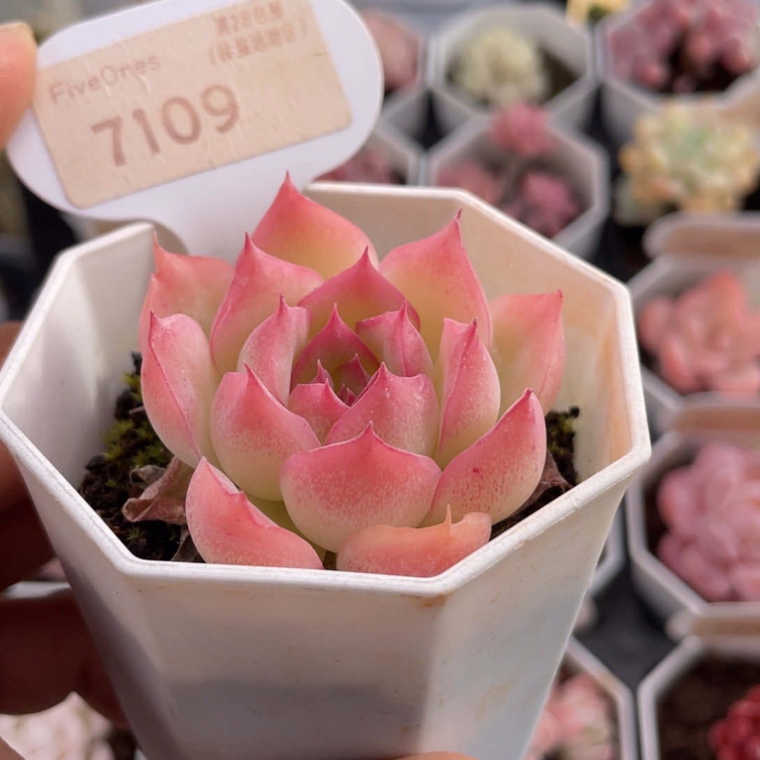 侧影7109-5.0厘米