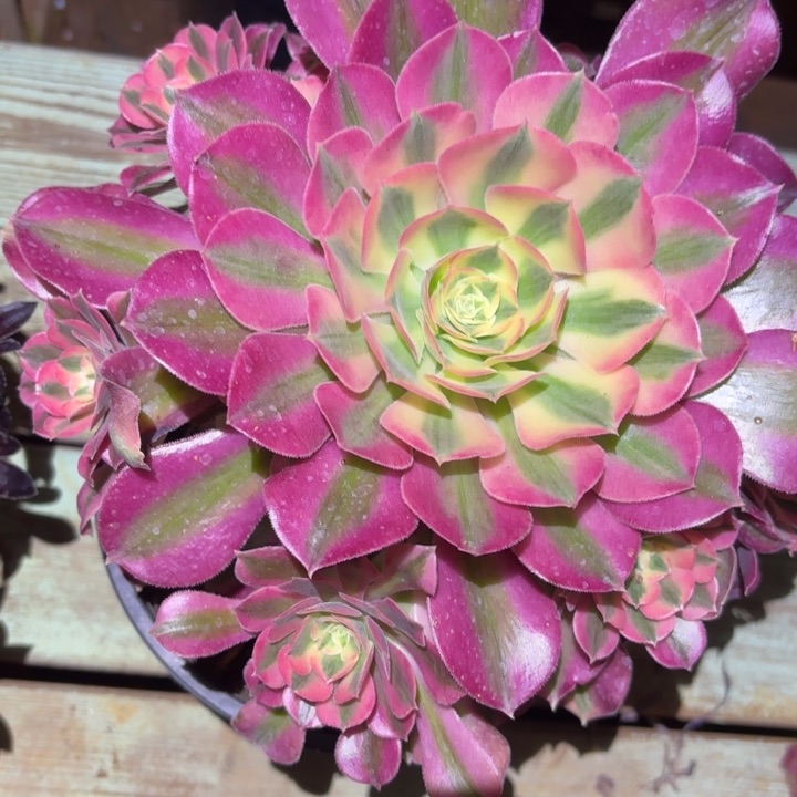 630粉女巫手捧掌心多肉法师锦不包侧枝断枝