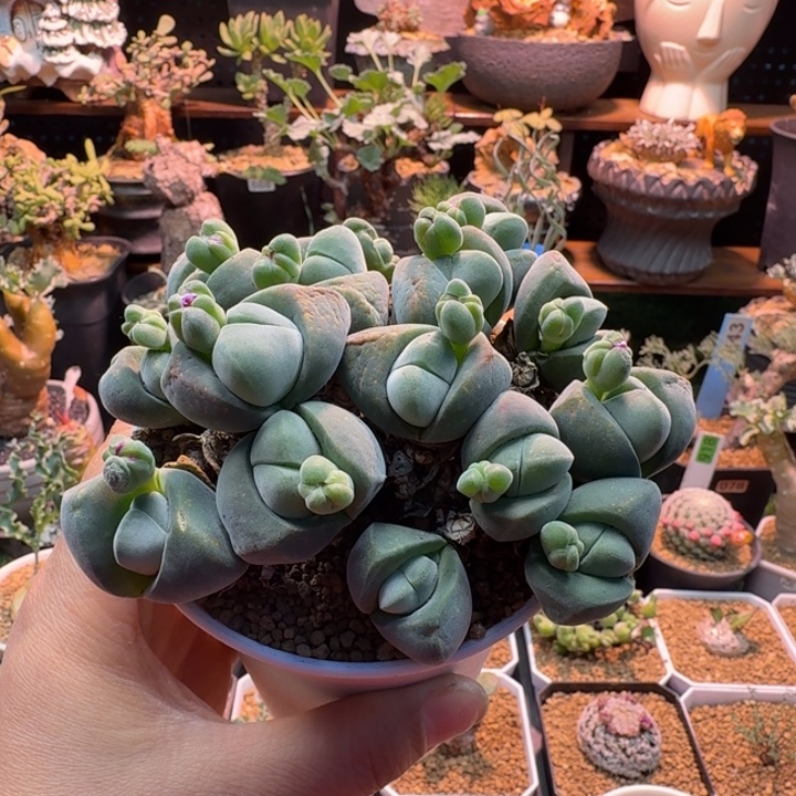 敏***兒老桩无比玉148 仙人掌