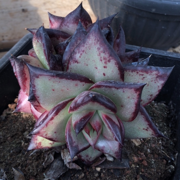 圆宽外翻群身000000000006