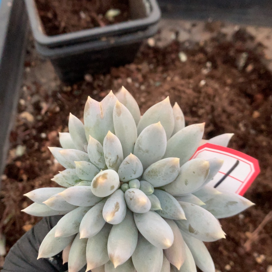 喜***悦21号新疆西藏内蒙古不包邮的