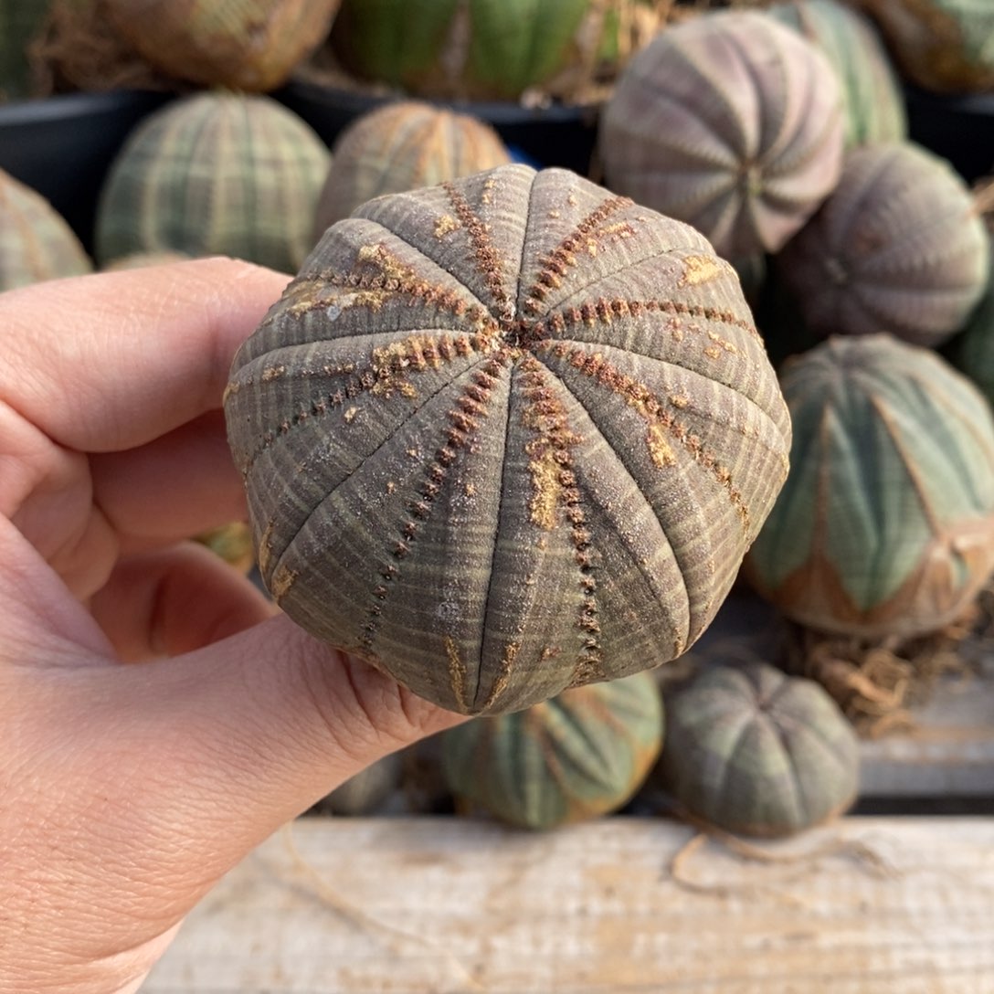 7 欧系实生布纹球多肉植物