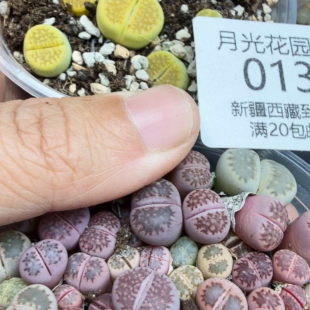 哈哈笑不出话就笑道没话013