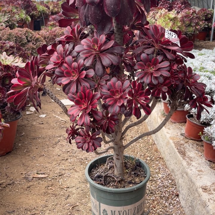 670号丽娜多肉植物