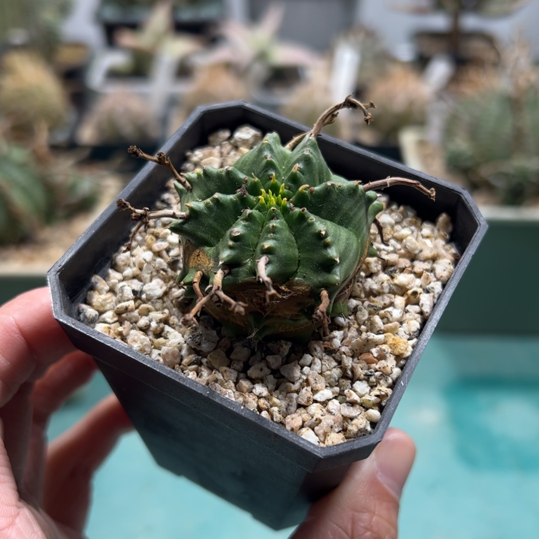 实生法利达大戟脱土发货