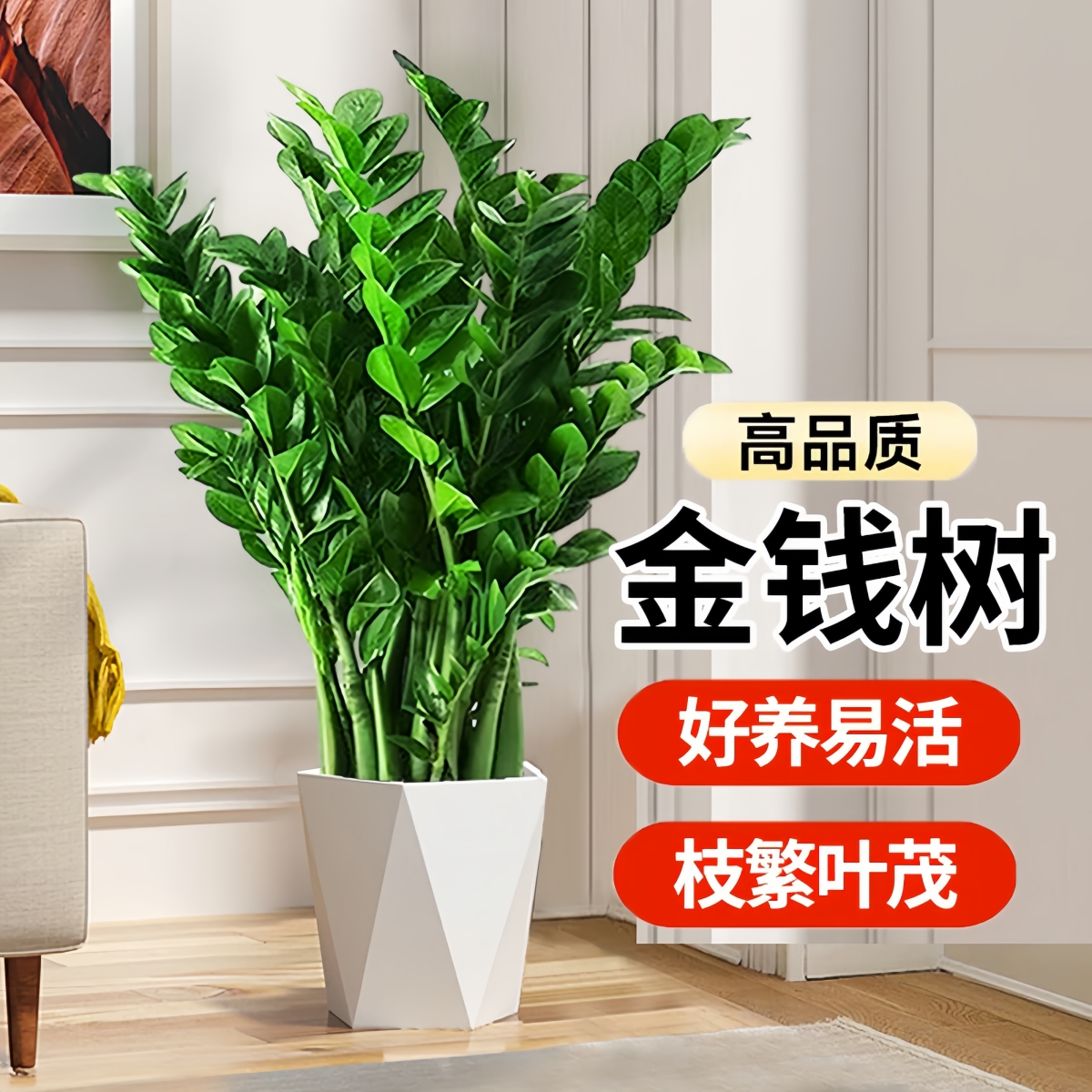常青金钱树【含盆70-80厘米】招财旺宅室内客厅办公室前台盆栽绿植