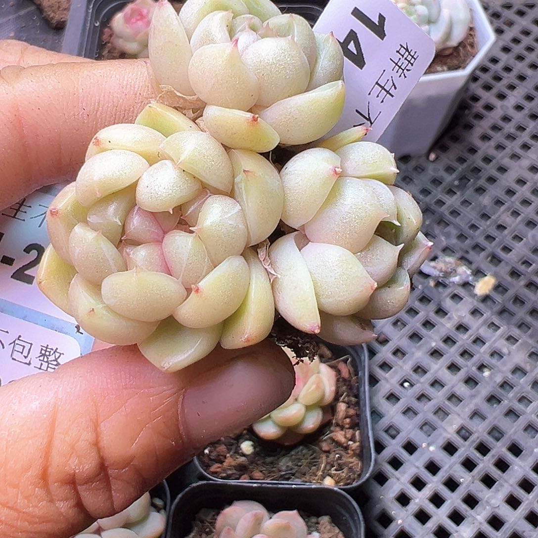 小卡拉米糖心一物一拍14-295