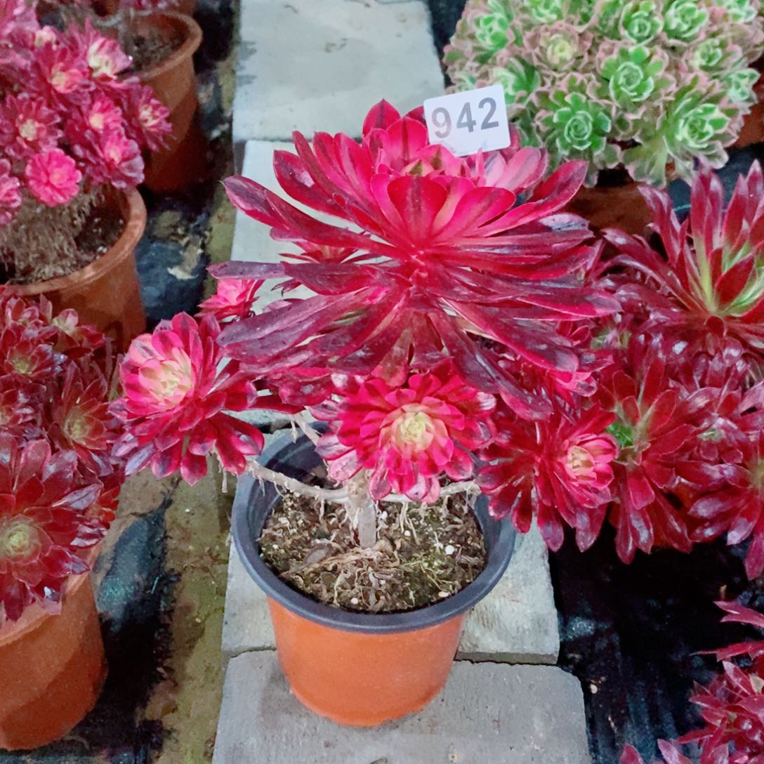 丁*黑铜白942多肉1111有段支