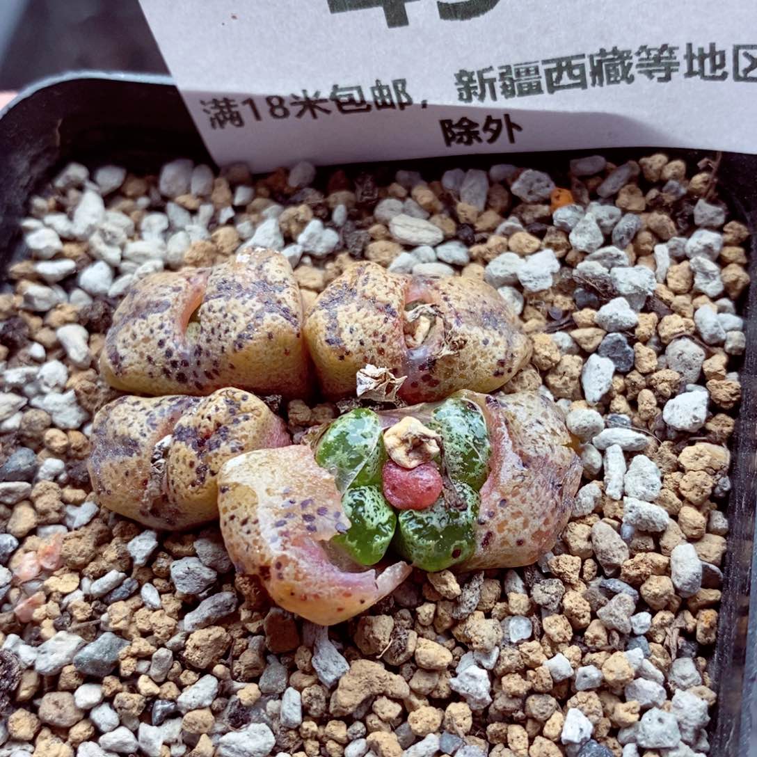 我的小姐姐们都是494