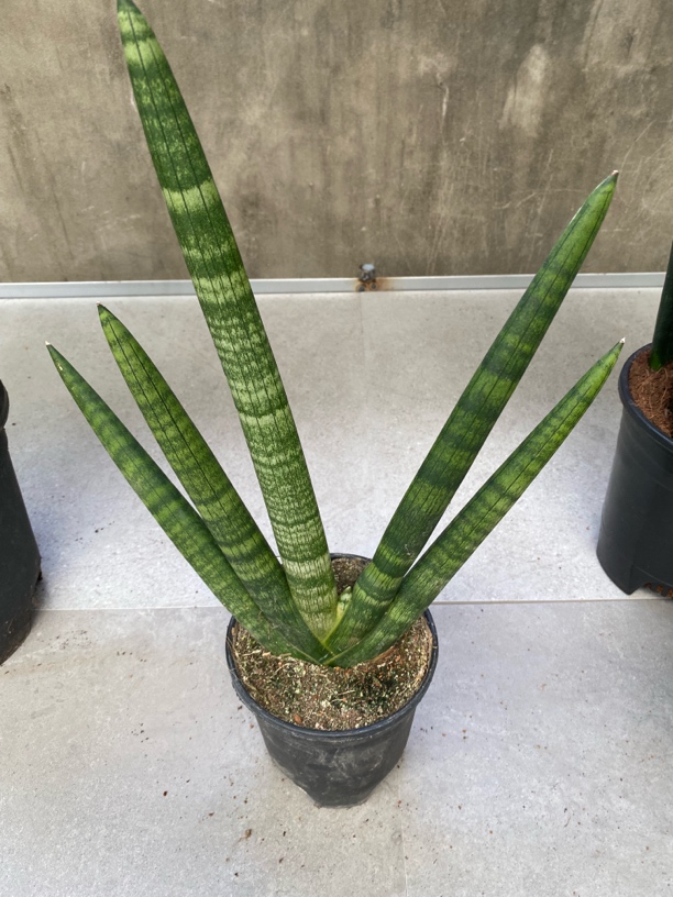 棒叶群生佛手虎皮兰易养室内净化空气绿植盆栽