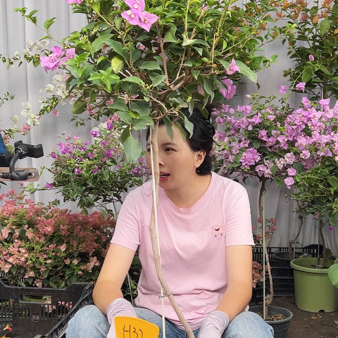 香***凉当前无花栽培后可以开花H32巴西紫