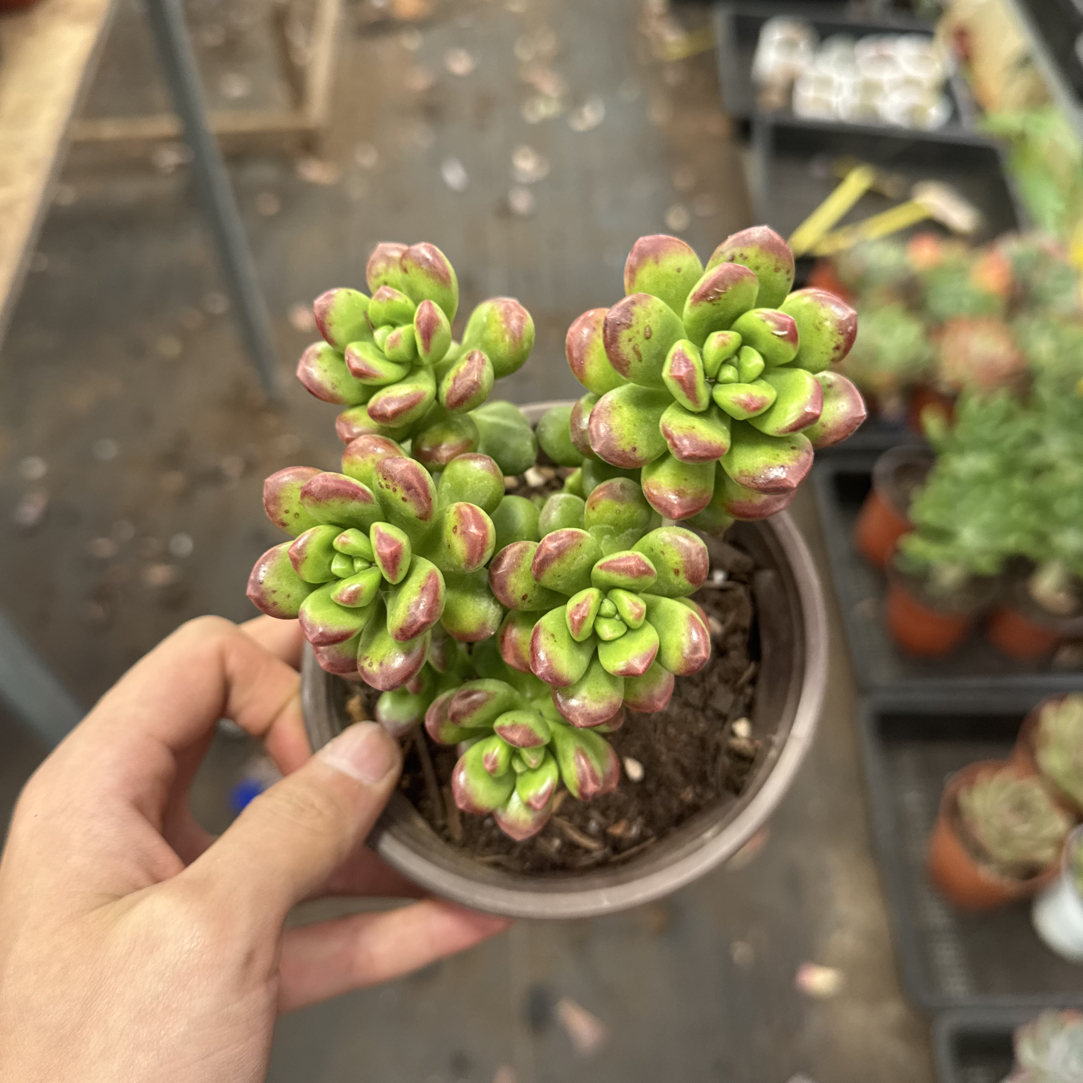  【任意两单包邮】丸叶松绿阳台办公室庭院老桩盆栽多肉植物