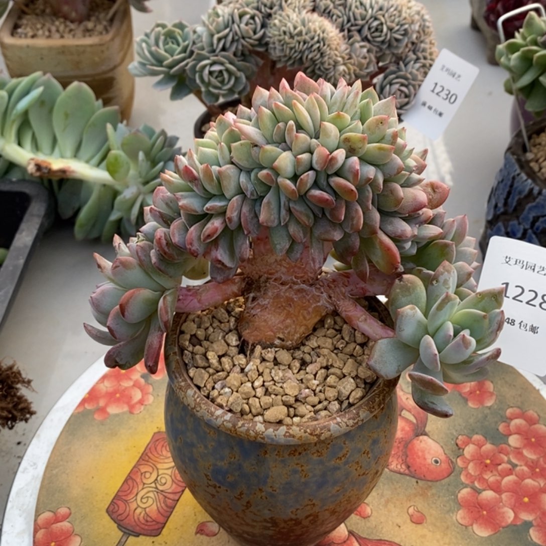 228全明星缀化多肉多肉