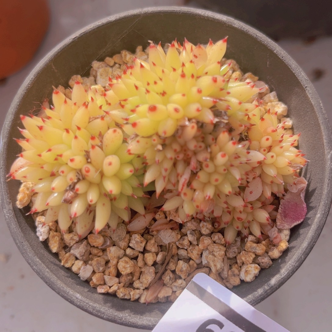 虎鲸0309多肉植物