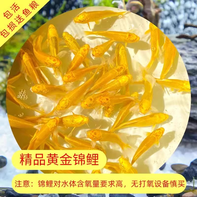 【可米】黄金锦鲤鱼活龙凤鲤蝴蝶鲤冷水观赏鱼苗红草金鱼活鱼