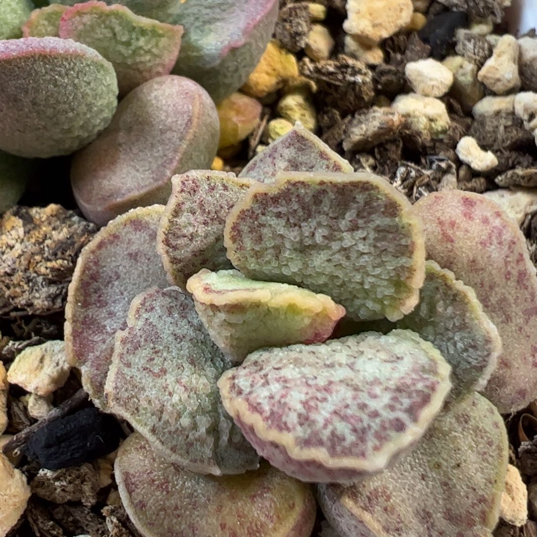 实生新品多肉植物水泡31号