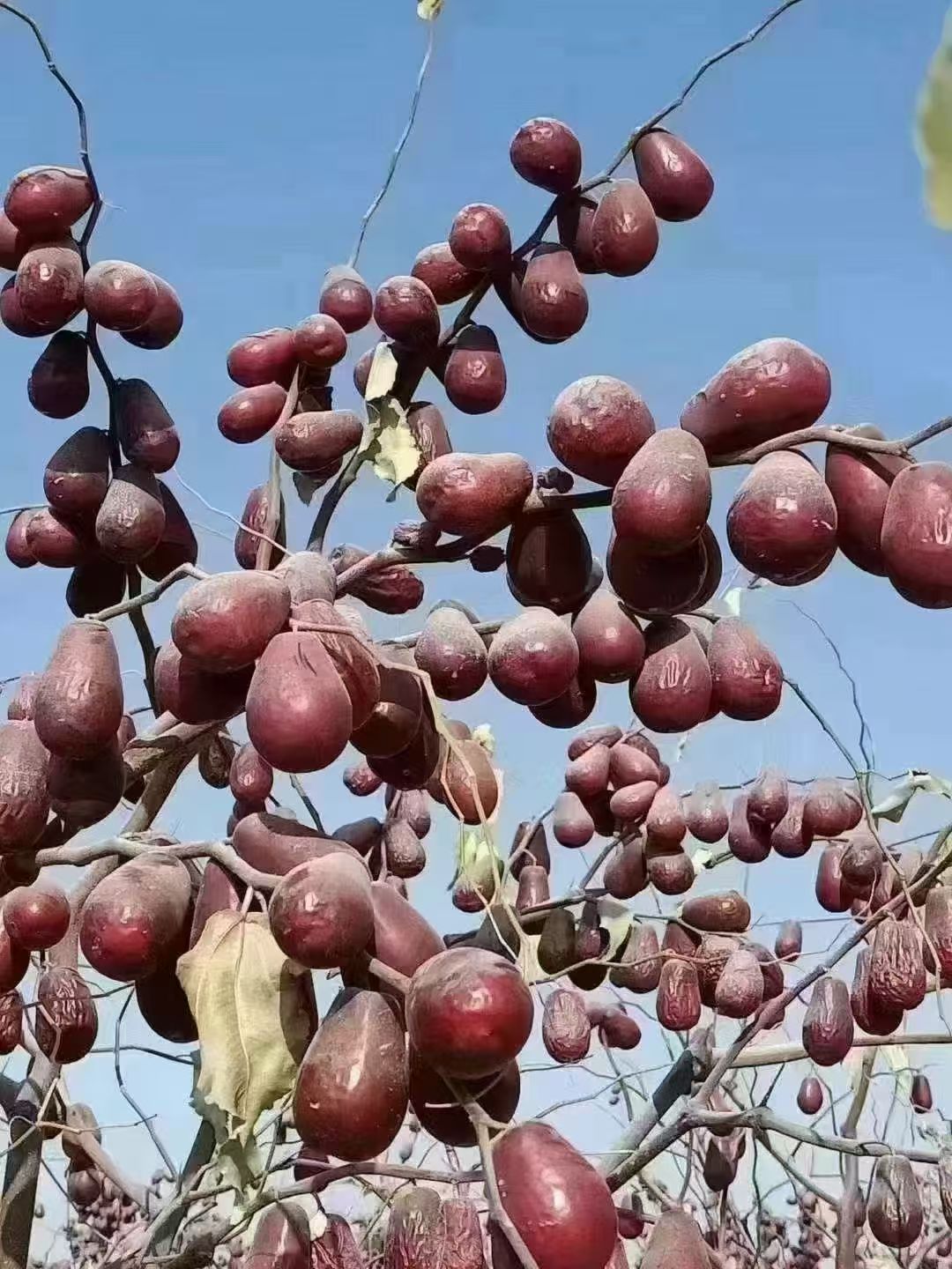 【新疆和田大枣产地直发】2025年特级红枣原生态未加工树上自然吊干
