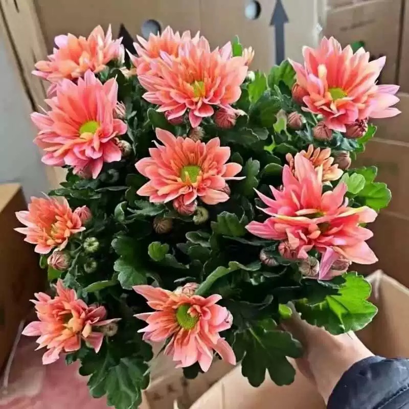 三文鱼盆栽小雏菊鲜花耐寒耐旱带花花期长大苗阳台多年生植物