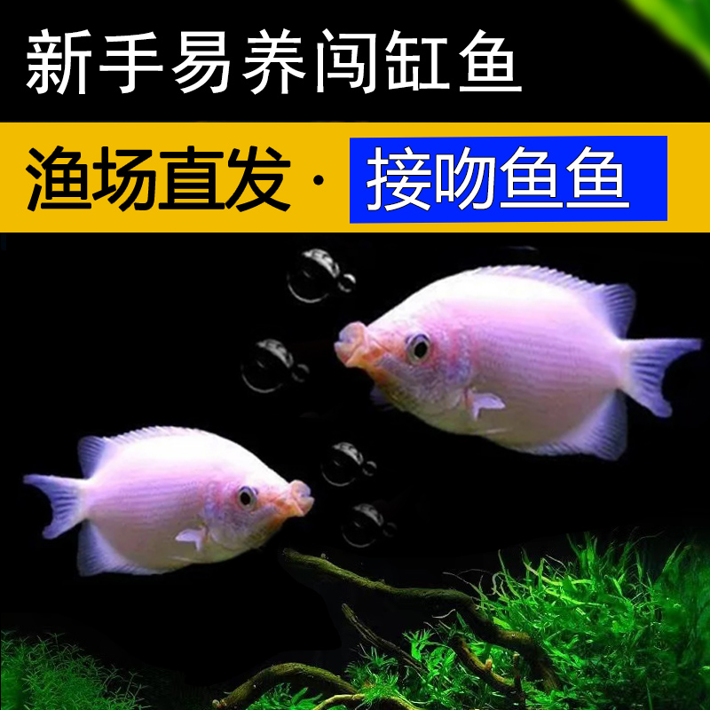 接吻鱼小型热带观赏鱼淡水活体混养耐活亲嘴鱼宠物新手好养闯缸鱼