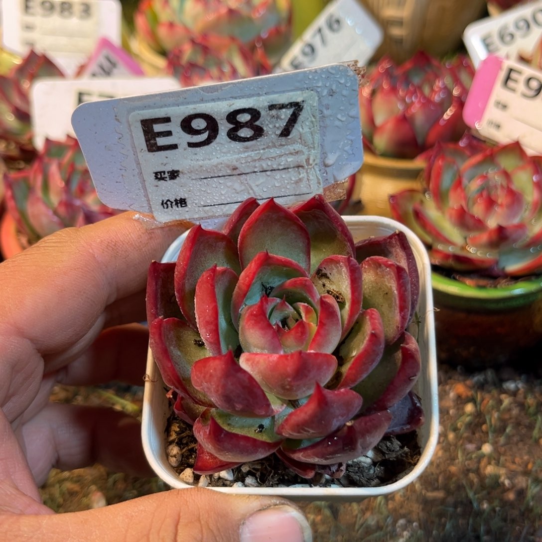 惊鸿一瞥987号多肉