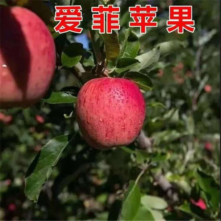正宗爱菲苹果苗地栽新品嫁接大果树苗 脱毒苹果树苗 9月晚熟品种