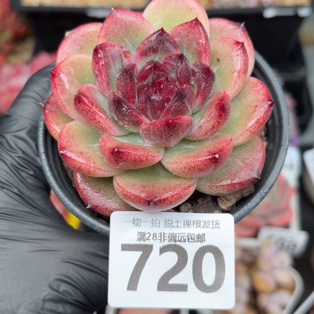 重庆森林无盆土发货