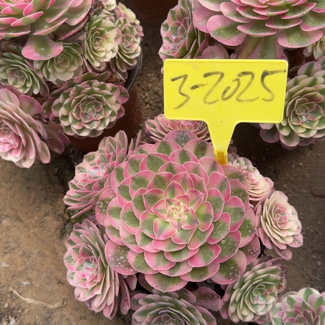 用***23-2025--倾城多头