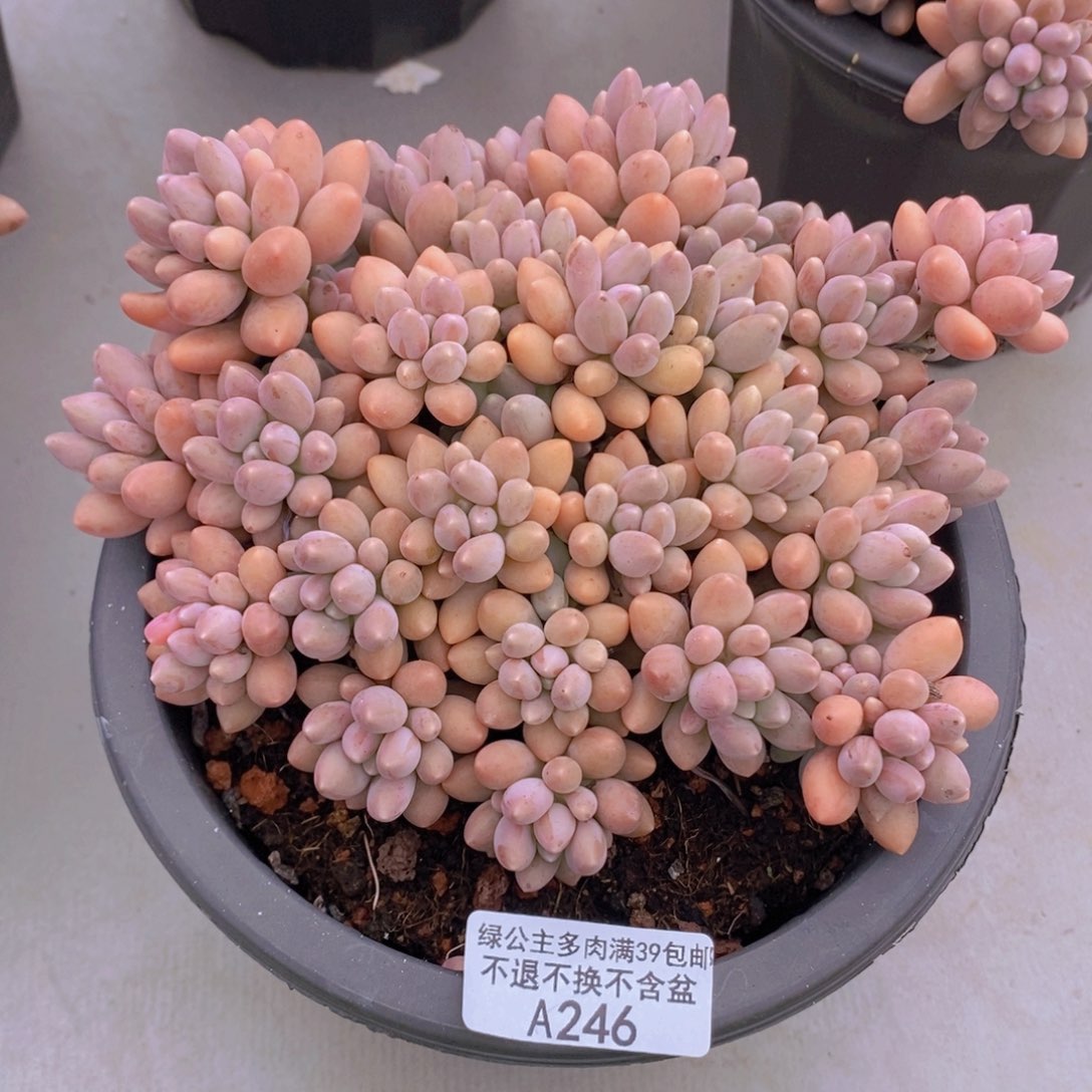 新戴鹿14cm246多肉植物