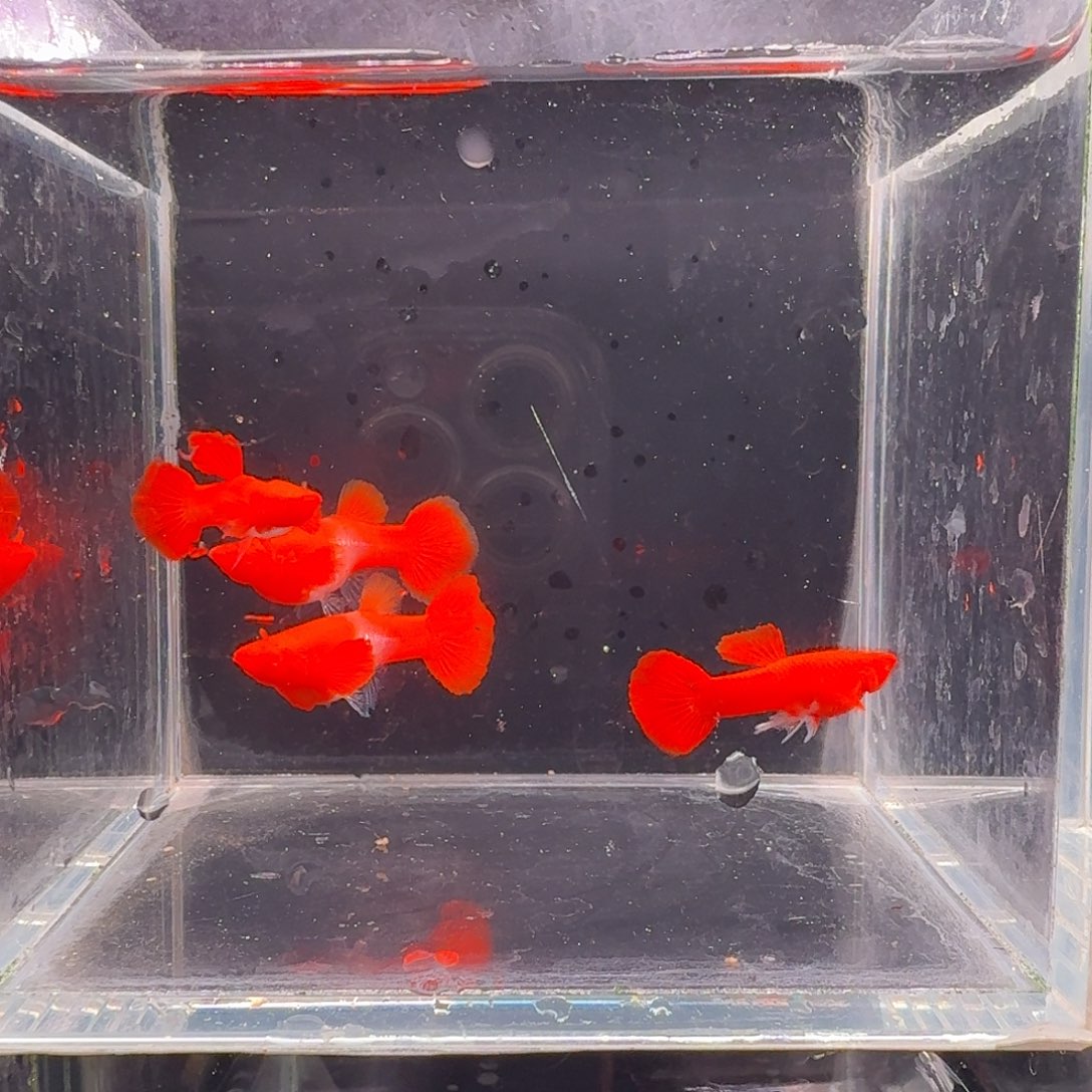 孔雀鱼鸿运当头双份水2对