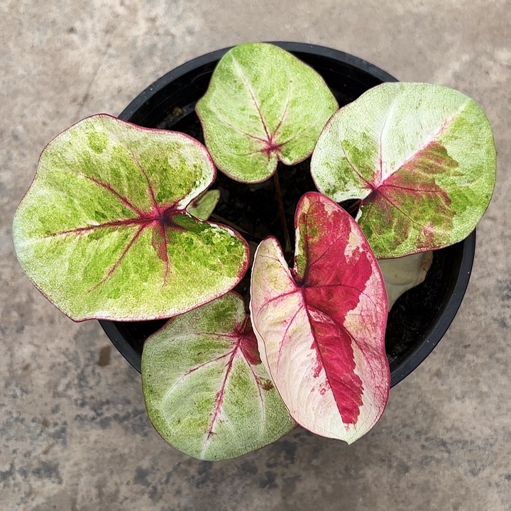 67-1106哈拉吧啦广东现货