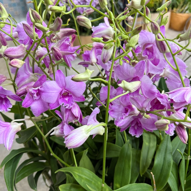 卡娜 泰秋石斛兰花好养 保苗不保花