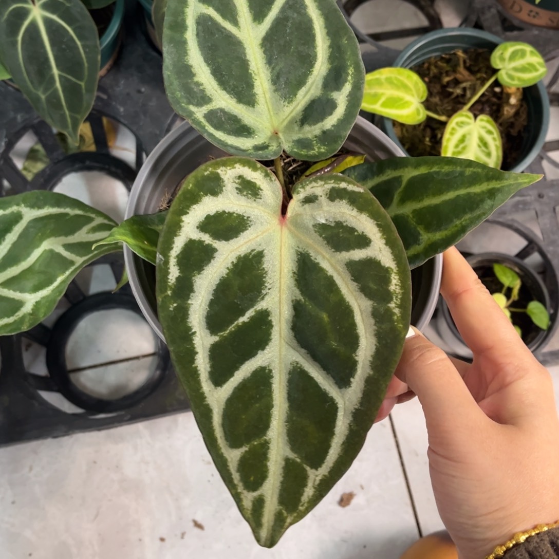 不开花植物华丽银杂（695