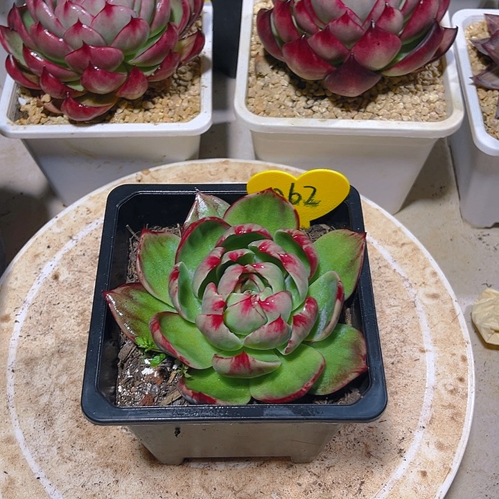 惊鸿仙子多肉植物62